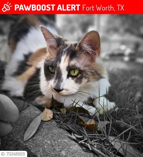 Lost Female Cat last seen Buffalo Bend Pl, Gila Bend, Fort Worth, TX 76137
