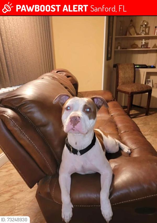 Lost Female Dog last seen Near Santa Barbara Dr, Sanford, FL 32773