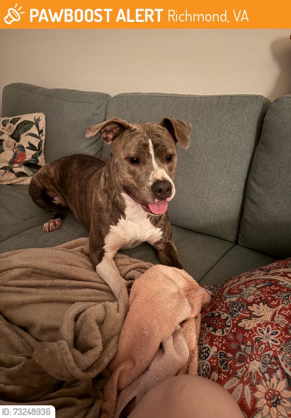 Found/Stray Female Dog last seen Belmont Hills, Richmond, VA 23234