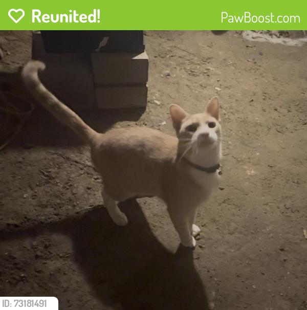 Reunited Unknown Cat last seen 3rd Street Albany New York 12206, Albany, NY 12206