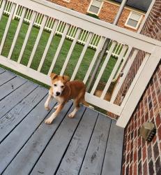 Found/Stray Female Dog last seen Shumaker & Nixon Rd. Statesville, NC, Statesville, NC 28625