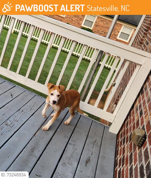 Found/Stray Female Dog last seen Shumaker & Nixon Rd. Statesville, NC, Statesville, NC 28625