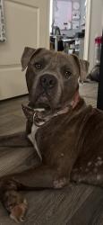 Reunited Male Dog last seen Near Sandhurst Dr, Arlington, TX 76001, USA, Arlington, TX 76001