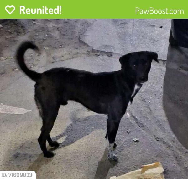 Reunited Male Dog last seen Ku block Pitampura, Delhi, DL 110088