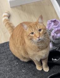 Lost Male Cat last seen Chapel Woods, Country Knolls, NY 12019