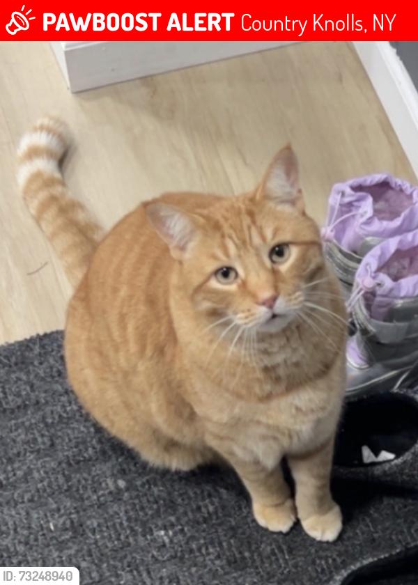 Lost Male Cat last seen Chapel Woods, Country Knolls, NY 12019