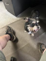 Found/Stray Male Dog last seen Ruthven road and Terminal blvd, Norfolk, VA 23505