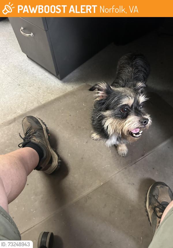 Found/Stray Male Dog last seen Ruthven road and Terminal blvd, Norfolk, VA 23505
