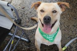 Reunited Male Dog last seen Near Edgewood Ave and Kerwin and seen again at Kinsman View Cir, Silver Spring, MD 20901
