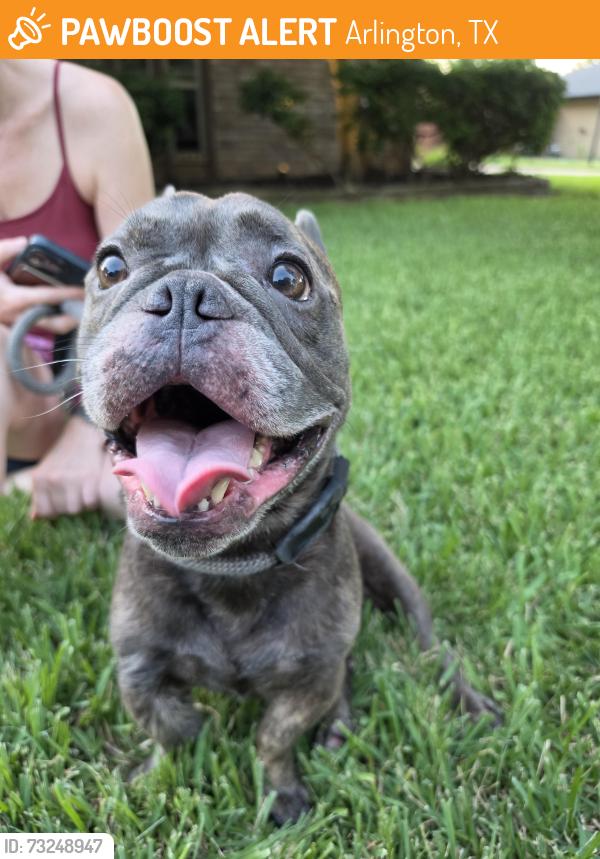 Found/Stray Male Dog last seen W Shadow Dr & Shadow Ridge, Arlington, TX 76006
