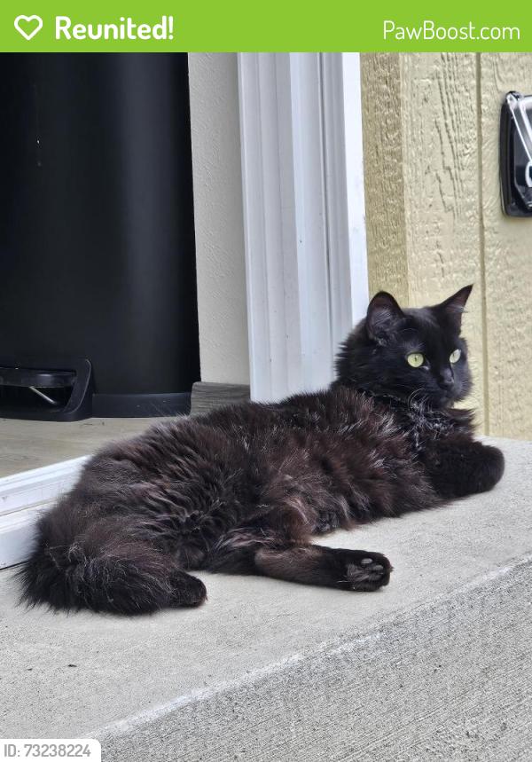 Reunited Female Cat last seen E Maxwell Ave. & Center St., Spokane Valley, WA 99212