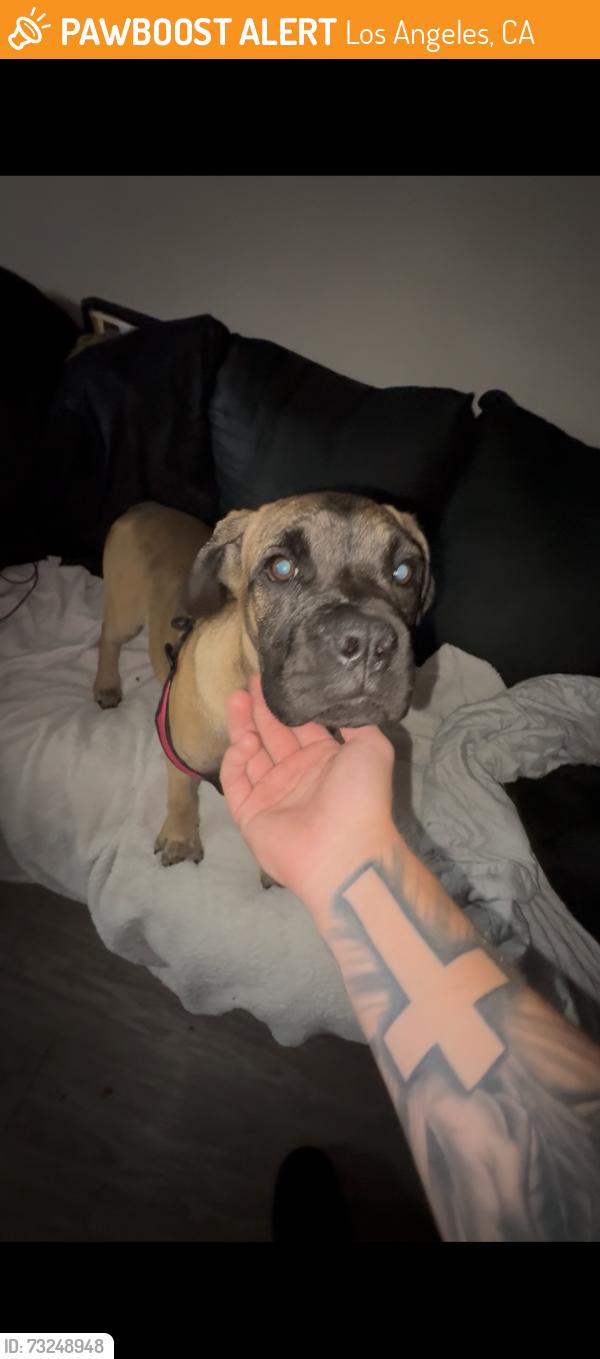Found/Stray Female Dog last seen Harry bridges wimas, Los Angeles, CA 90744