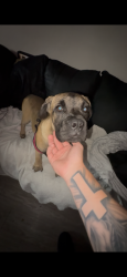 Found/Stray Female Dog last seen Harry bridges wimas, Los Angeles, CA 90744
