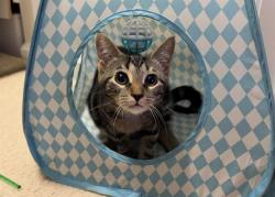 Shelter Stray Female Cat last seen CHARLOTTE, 8315 Byrum Dr, Charlotte, NC 28217, USA