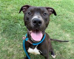 Shelter Stray Male Dog last seen CHARLOTTE, 8315 Byrum Dr, Charlotte, NC 28217, USA