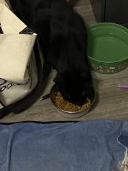 Reunited Male Cat last seen Walmart on Bedford Rd, Bedford, TX 76021