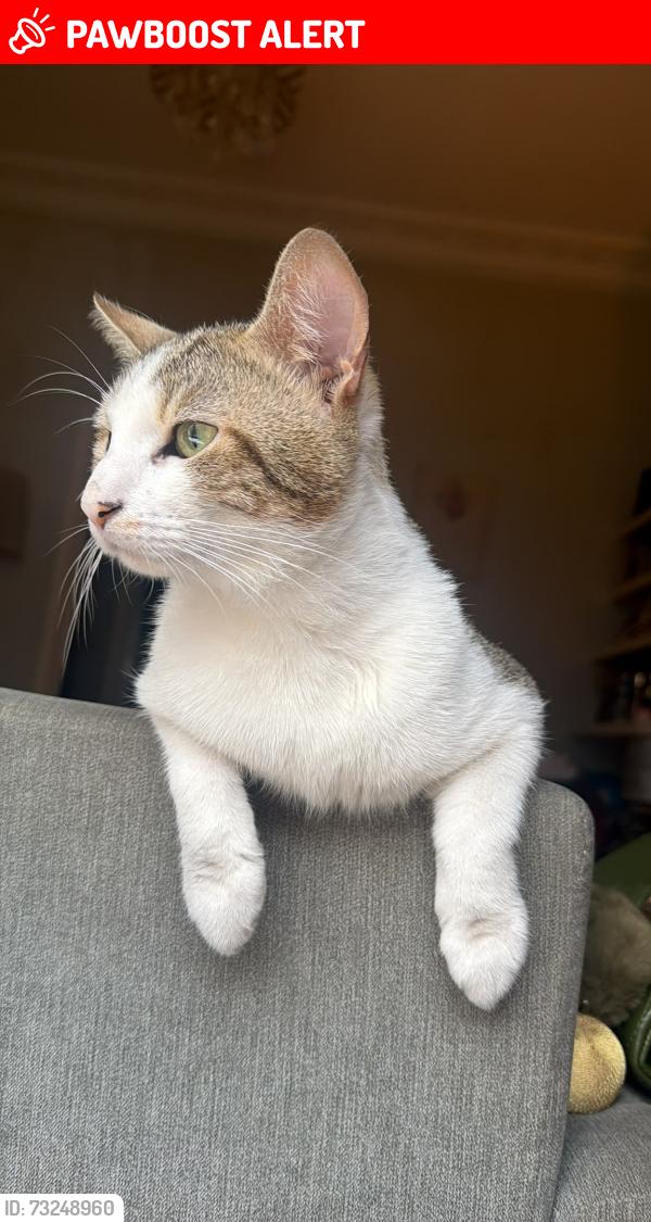 Lost Male Cat last seen Cally and Barsnbury undergound, Greater London, England 
