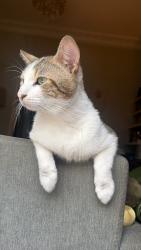 Lost Male Cat last seen Cally and Barsnbury undergound, Greater London, England 