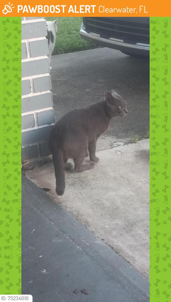 Found/Stray Male Cat last seen 69th st, Clearwater, FL 33761