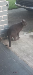 Found/Stray Male Cat last seen 69th st, Clearwater, FL 33761