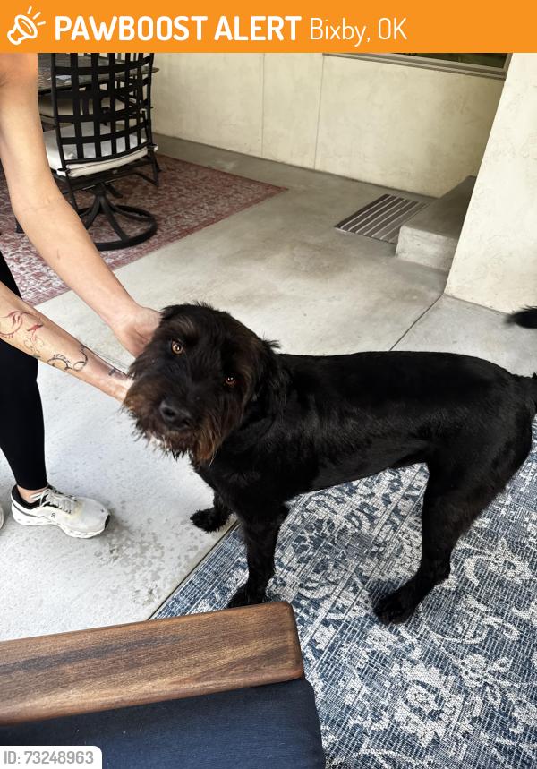 Found/Stray Male Dog last seen 111th and Sheridan, Bixby, OK 74008