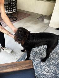 Found/Stray Male Dog last seen 111th and Sheridan, Bixby, OK 74008