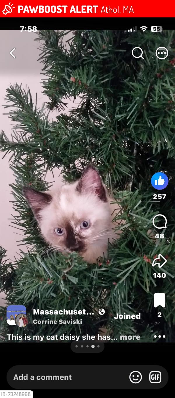 Lost Female Cat last seen Lenox street, Athol, MA 01331