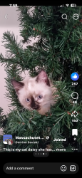 Lost Female Cat last seen Lenox street, Athol, MA 01331