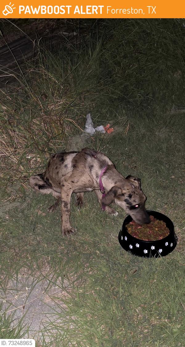 Found/Stray Unknown Dog last seen Unknown, Forreston, TX 76041