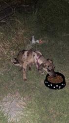 Found/Stray Unknown Dog last seen Unknown, Forreston, TX 76041