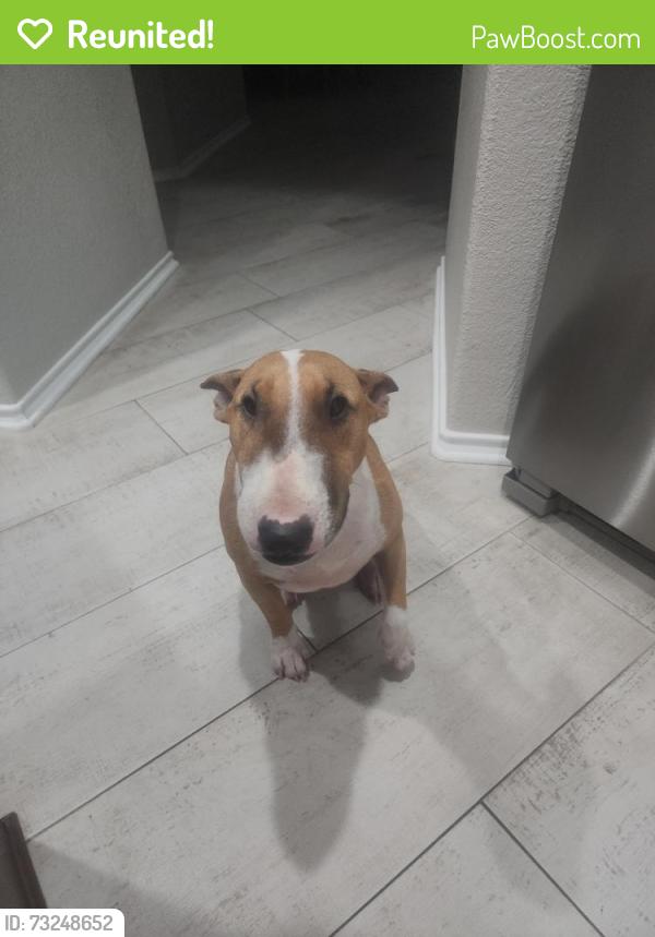 Reunited Female Dog last seen Eden and swiney hiett, Kennedale, TX 76060