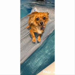 Lost Female Dog last seen Near john t white fort worth, Fort Worth, TX 76120