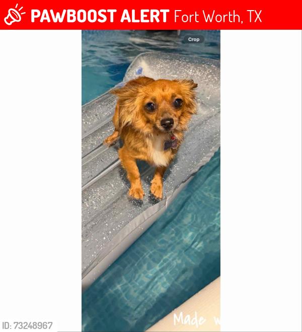 Lost Female Dog last seen Near john t white fort worth, Fort Worth, TX 76120