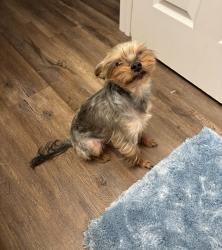 Reunited Male Dog last seen Legacy at Palmetto Farms, South Fulton, GA 30349