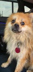 Reunited Male Dog last seen Autozone/Aldi, Lebanon, PA 17046