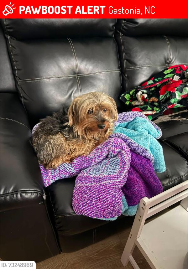 Lost Male Dog last seen Davidson Ave, Gastonia, NC 28052