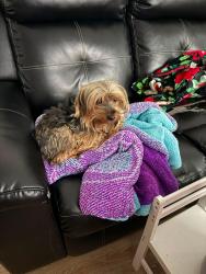 Lost Male Dog last seen Davidson Ave, Gastonia, NC 28052