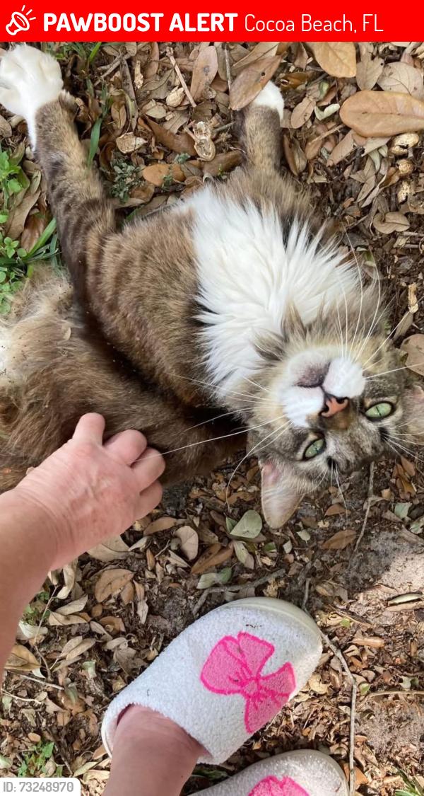Lost Male Cat last seen 5th street south and 3rd street nrth, Cocoa Beach, FL 32931