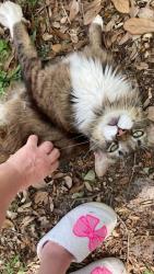 Lost Male Cat last seen 5th street south and 3rd street nrth, Cocoa Beach, FL 32931