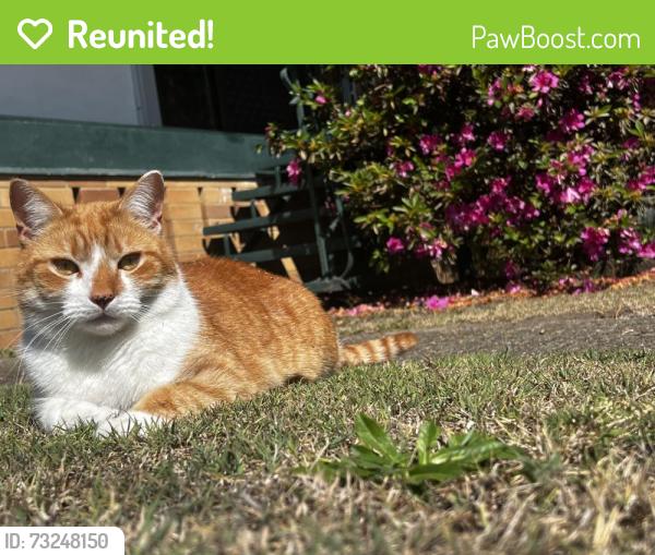 Reunited Male Cat last seen Streets near 7/11, Doolandella, QLD 4077