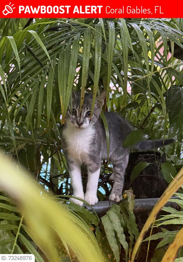 Lost Male Cat last seen San Remo, Coral Gables, FL 33146