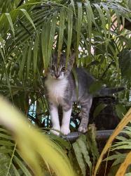 Lost Male Cat last seen San Remo, Coral Gables, FL 33146