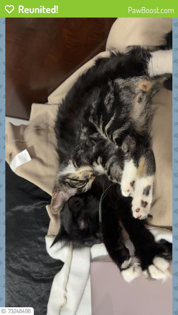 Reunited Male Cat last seen Near Carolina street, Longview, WA 98632