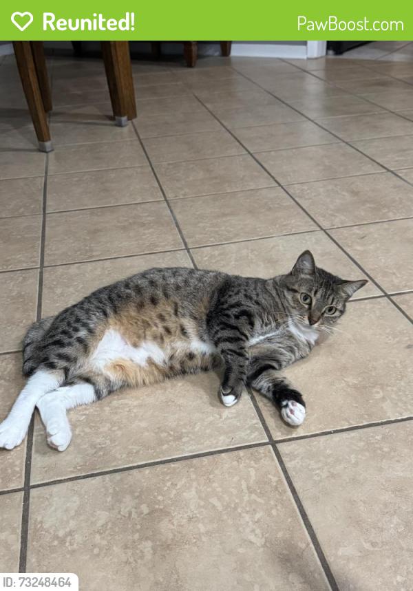 Reunited Female Cat last seen Clear Falls Dr, Houston, TX 77339