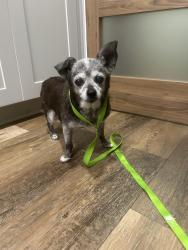 Found/Stray Female Dog last seen Hillary Lane, Lawrenceville GA 30043, Lawrenceville, GA 30043