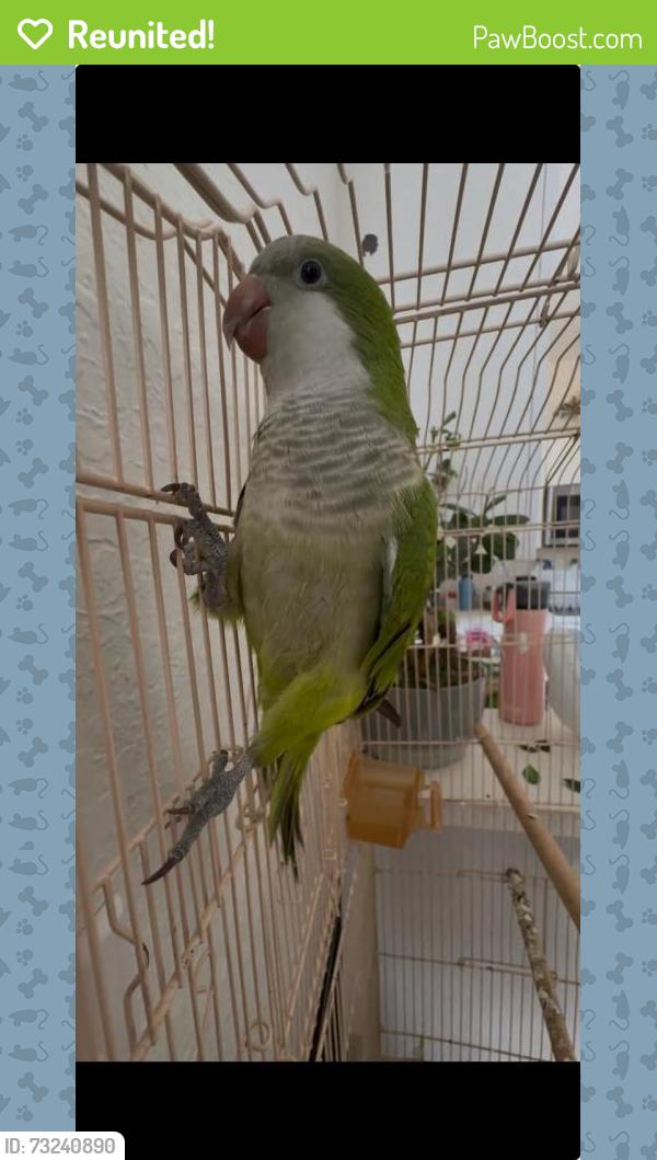 Reunited Female Bird last seen In the community windward at islands of doral, Medley, FL 33178