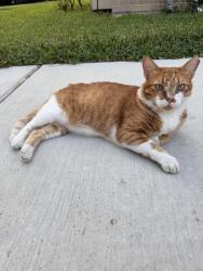 Lost Male Cat last seen Country Club Blvd and South Sutton Sq Stafford Tx 77477, Stafford, TX 77477