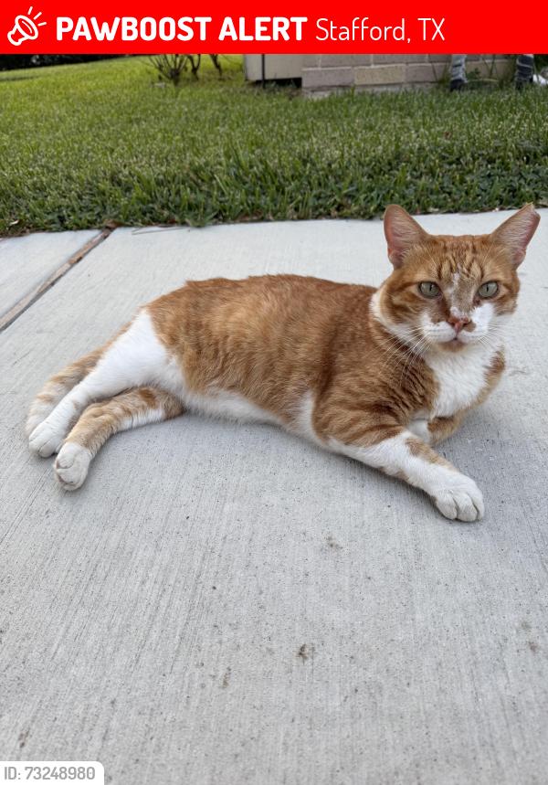 Lost Male Cat last seen Country Club Blvd and South Sutton Sq Stafford Tx 77477, Stafford, TX 77477