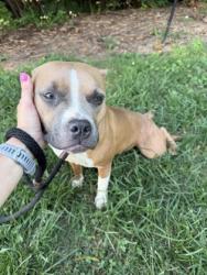 Shelter Stray Female Dog last seen Near Larkspur Terrace Decatur, GA 30032, 30032, GA, 3280 Chamblee Dunwoody Rd, Chamblee, GA 30341, USA