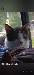 Lost Male Cat last seen Butera rd and nichols sawmill, Magnolia, TX 77355